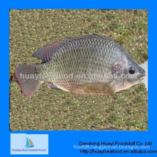 new caught frozen tilapia for fish